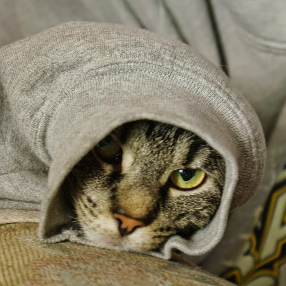 Meet your Posher, T'ann